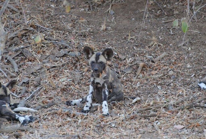 Waterbuck Lodge Thornybush Game Reserve Mpumalanga South Africa Unsaturated, Hyaena, Mammal, Animal