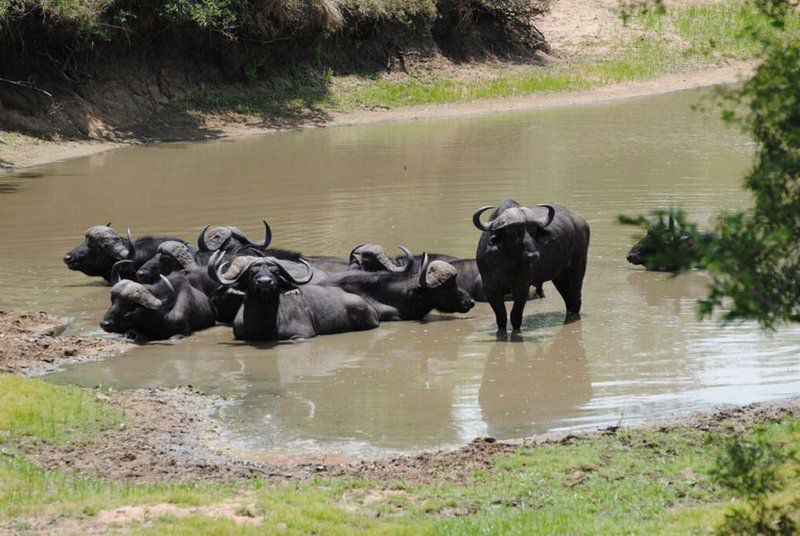 Waterbuck Lodge Thornybush Game Reserve Mpumalanga South Africa Water Buffalo, Mammal, Animal, Herbivore