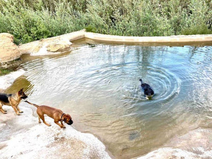 Waterfall River Lodge Van Reenen Kwazulu Natal South Africa Dog, Mammal, Animal, Pet