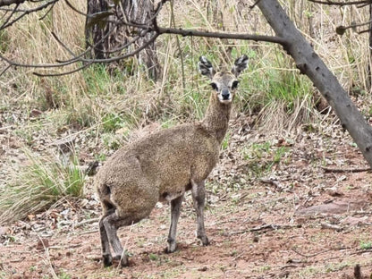 Waterfall Safari Lodge Kranspoort Mpumalanga South Africa Deer, Mammal, Animal, Herbivore