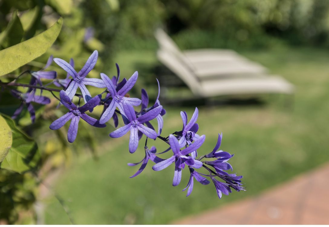 Waterfall Cottages Craighall Johannesburg Gauteng South Africa Flower, Plant, Nature