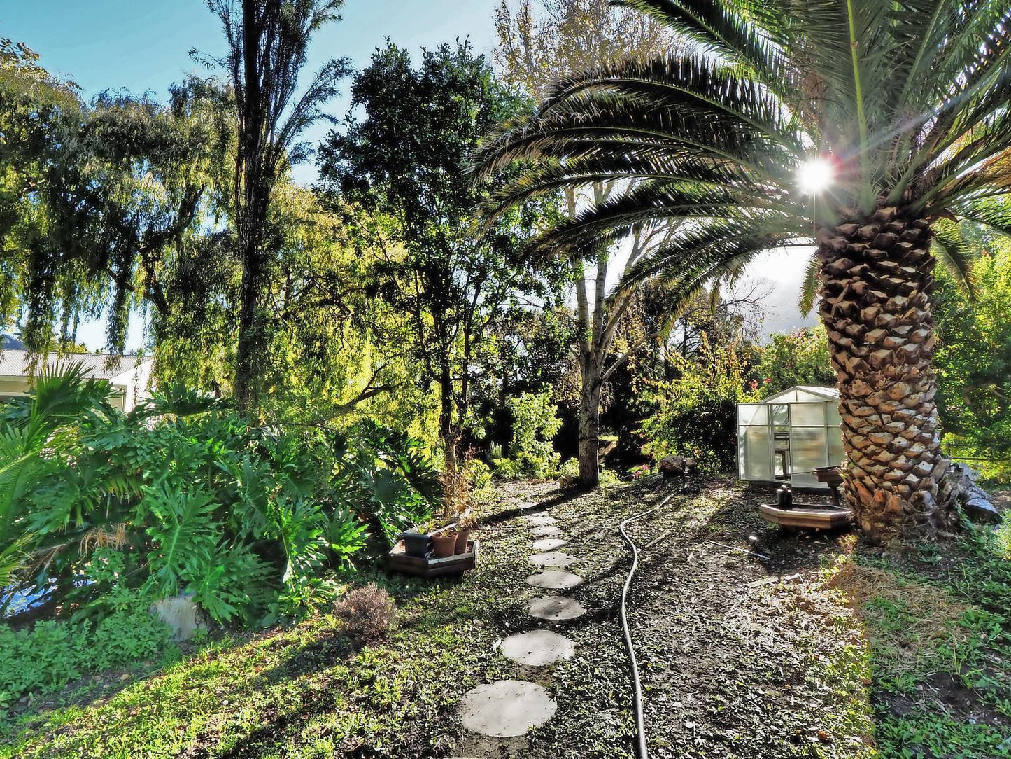 Waterland Hout Bay Cape Town Western Cape South Africa Palm Tree, Plant, Nature, Wood, Garden