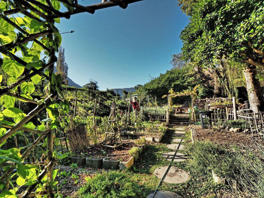 Waterland Hout Bay Cape Town Western Cape South Africa Complementary Colors, Garden, Nature, Plant