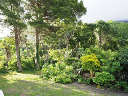 Waterland Hout Bay Cape Town Western Cape South Africa Plant, Nature, Tree, Wood, Garden