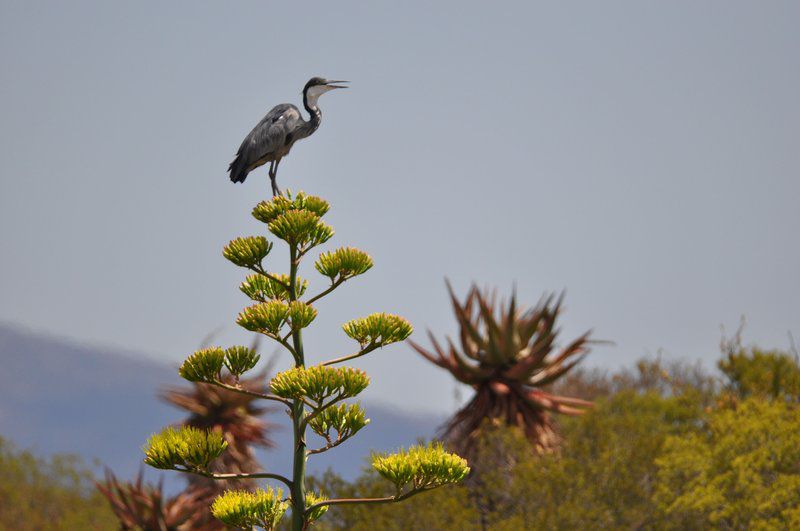 Watermill Farm Guest Cottages Van Wyksdorp Western Cape South Africa Kingfisher, Bird, Animal