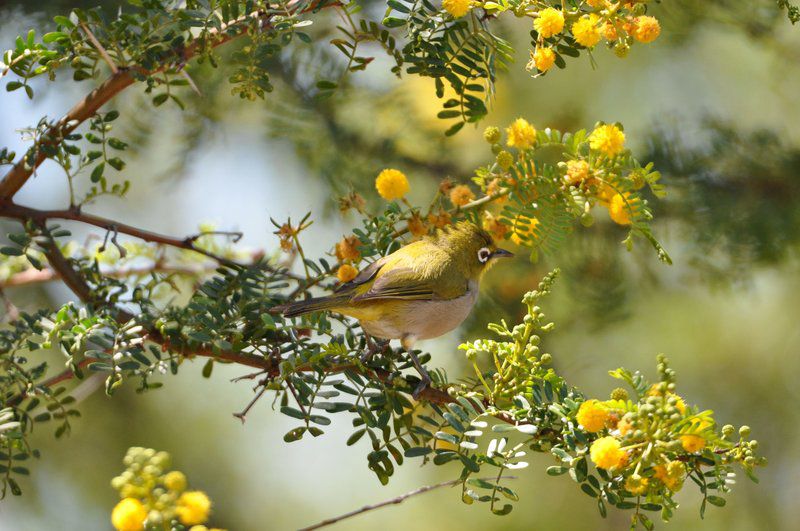 Watermill Farm Guest Cottages Van Wyksdorp Western Cape South Africa Tit, Bird, Animal