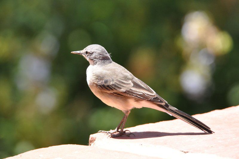 Watermill Farm Guest Cottages Van Wyksdorp Western Cape South Africa Bird, Animal