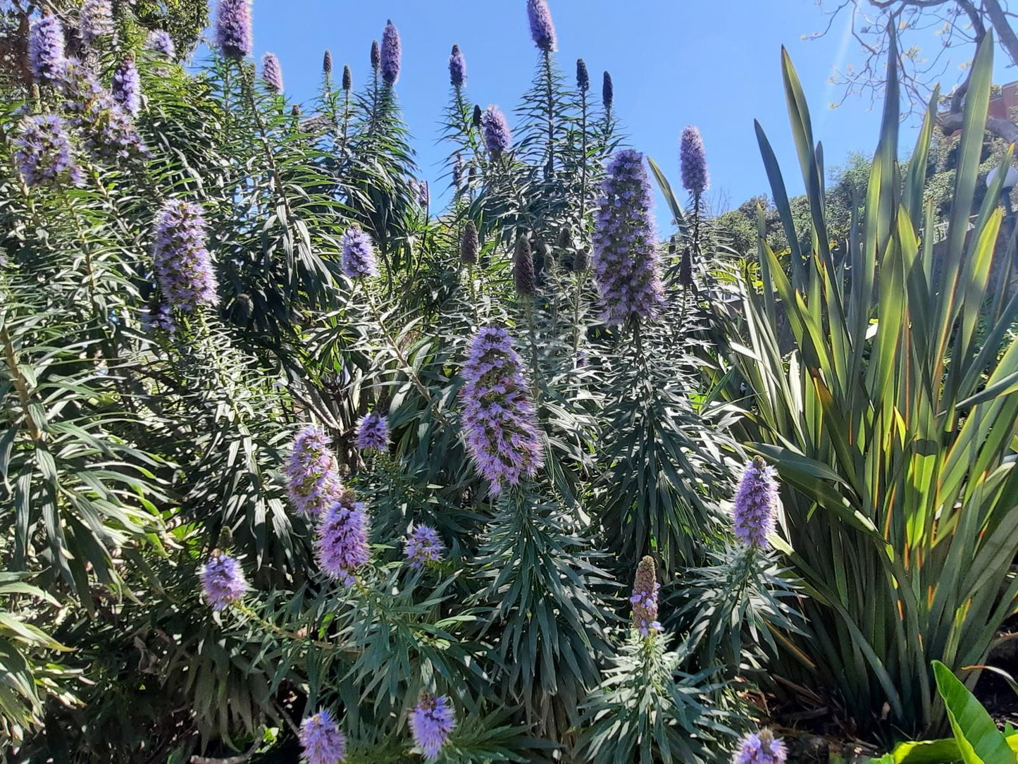 Phoenix Lodge And Waterside Accommodation Paradise Knysna Western Cape South Africa Lavender, Nature, Plant, Garden