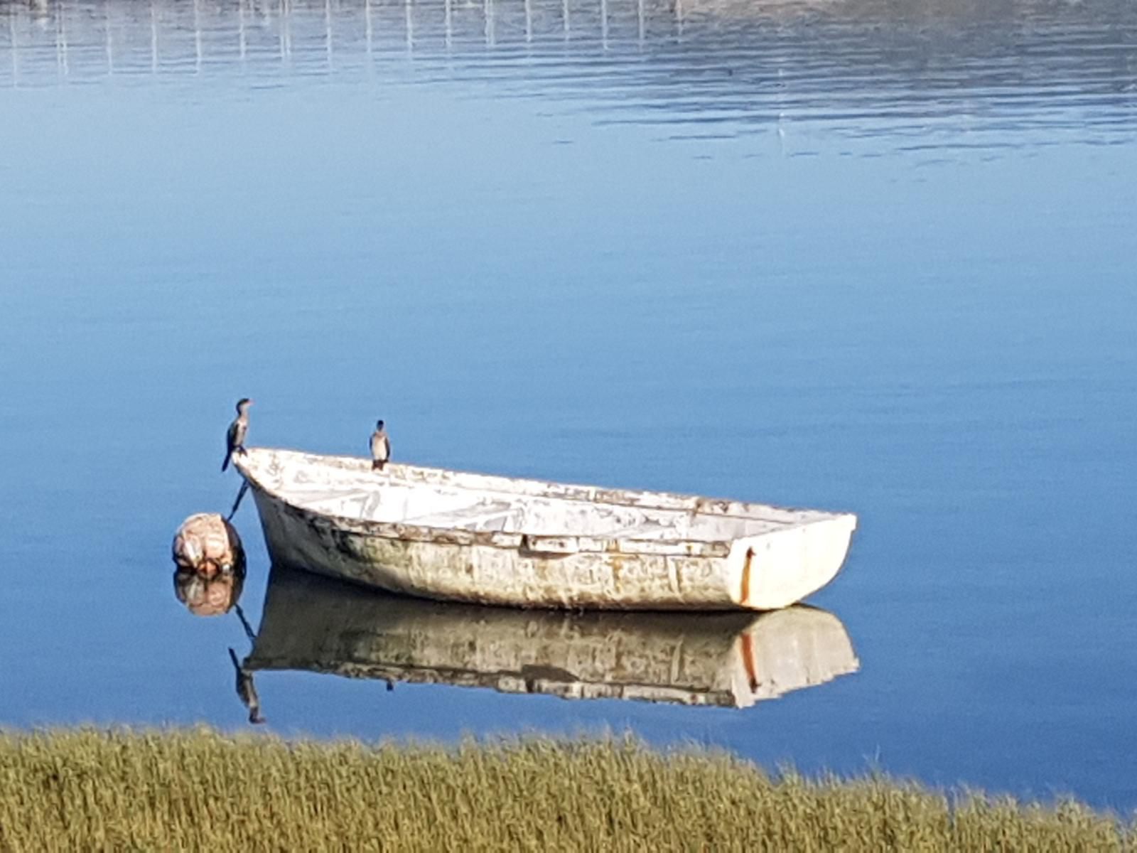 Phoenix Lodge And Waterside Accommodation Paradise Knysna Western Cape South Africa Swan, Bird, Animal, Lake, Nature, Waters, Vehicle