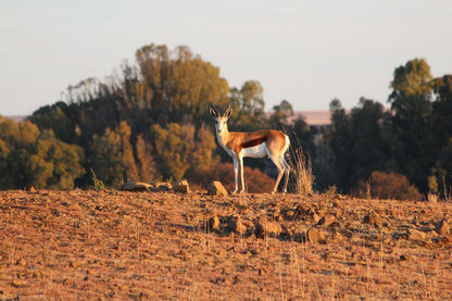 Waterval Chalets Kroonstad Free State South Africa Animal