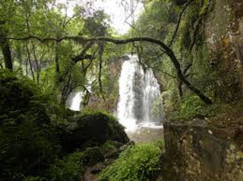 Waterval Guest House Sabie Mpumalanga South Africa Forest, Nature, Plant, Tree, Wood, Waterfall, Waters