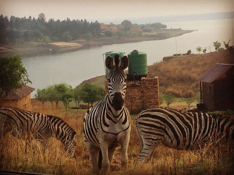 Waterview House Witbank Emalahleni Mpumalanga South Africa Zebra, Mammal, Animal, Herbivore