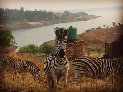 Waterview House Witbank Emalahleni Mpumalanga South Africa Zebra, Mammal, Animal, Herbivore