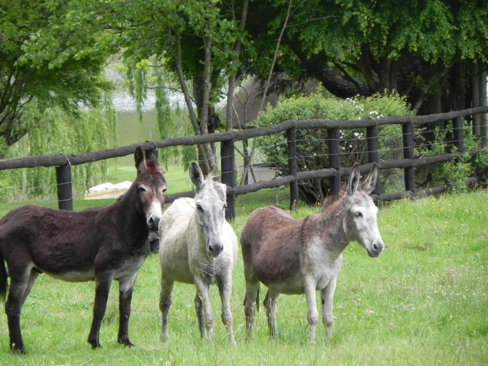 Waterwoods Nottingham Road Kwazulu Natal South Africa Donkey, Mammal, Animal, Herbivore