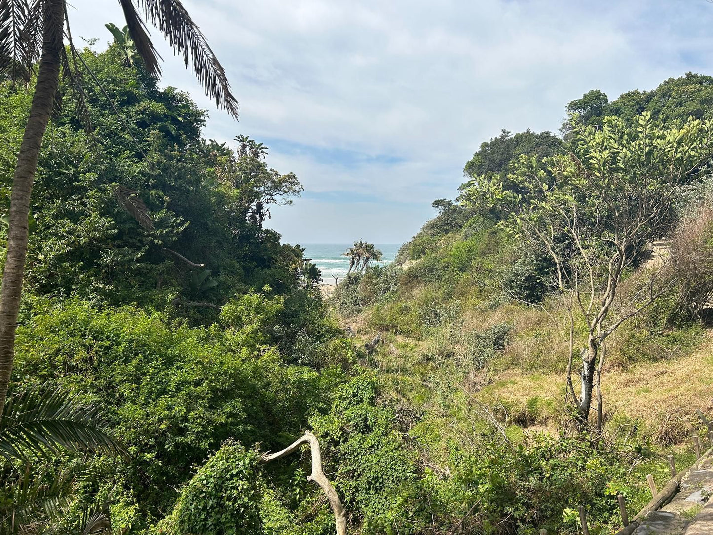 Waves Of Mercy Trafalgar Kwazulu Natal South Africa Forest, Nature, Plant, Tree, Wood, Palm Tree