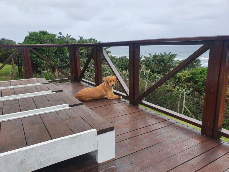 Waves End Trafalgar Kwazulu Natal South Africa Dog, Mammal, Animal, Pet