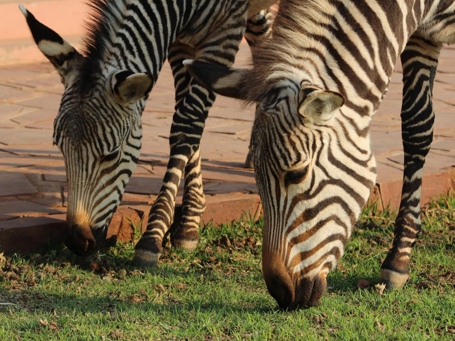 We Kebi Safari Lodge, Zebra, Mammal, Animal, Herbivore