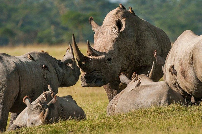 3 Day Kruger Park Safari And Panorama Route Kruger National Park Mpumalanga South Africa Rhino, Mammal, Animal, Herbivore