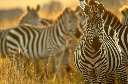 3 Day Kruger Park Safari And Panorama Route Kruger National Park Mpumalanga South Africa Sepia Tones, Zebra, Mammal, Animal, Herbivore