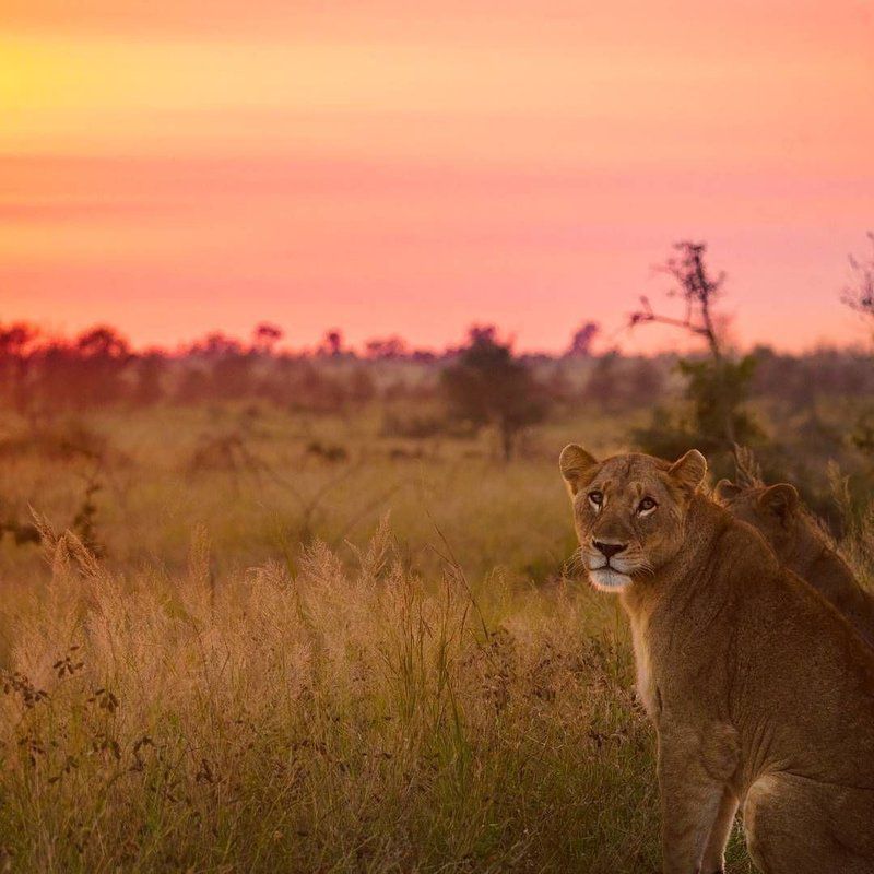 3 Day Kruger Park Safari And Panorama Route Kruger National Park Mpumalanga South Africa Colorful, Lion, Mammal, Animal, Big Cat, Predator