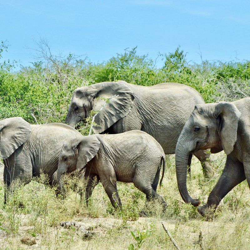 3 Day Kruger Park Safari And Panorama Route Kruger National Park Mpumalanga South Africa Complementary Colors, Elephant, Mammal, Animal, Herbivore