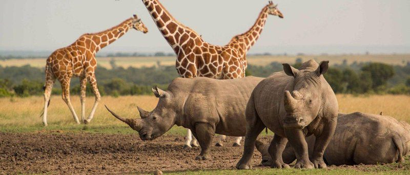 3 Day Kruger Park Safari And Panorama Route Kruger National Park Mpumalanga South Africa Sepia Tones, Rhino, Mammal, Animal, Herbivore