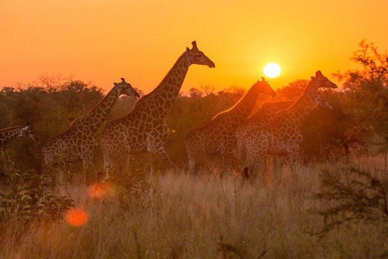 3 Day Kruger Park Safari And Panorama Route Kruger National Park Mpumalanga South Africa Sepia Tones, Giraffe, Mammal, Animal, Herbivore