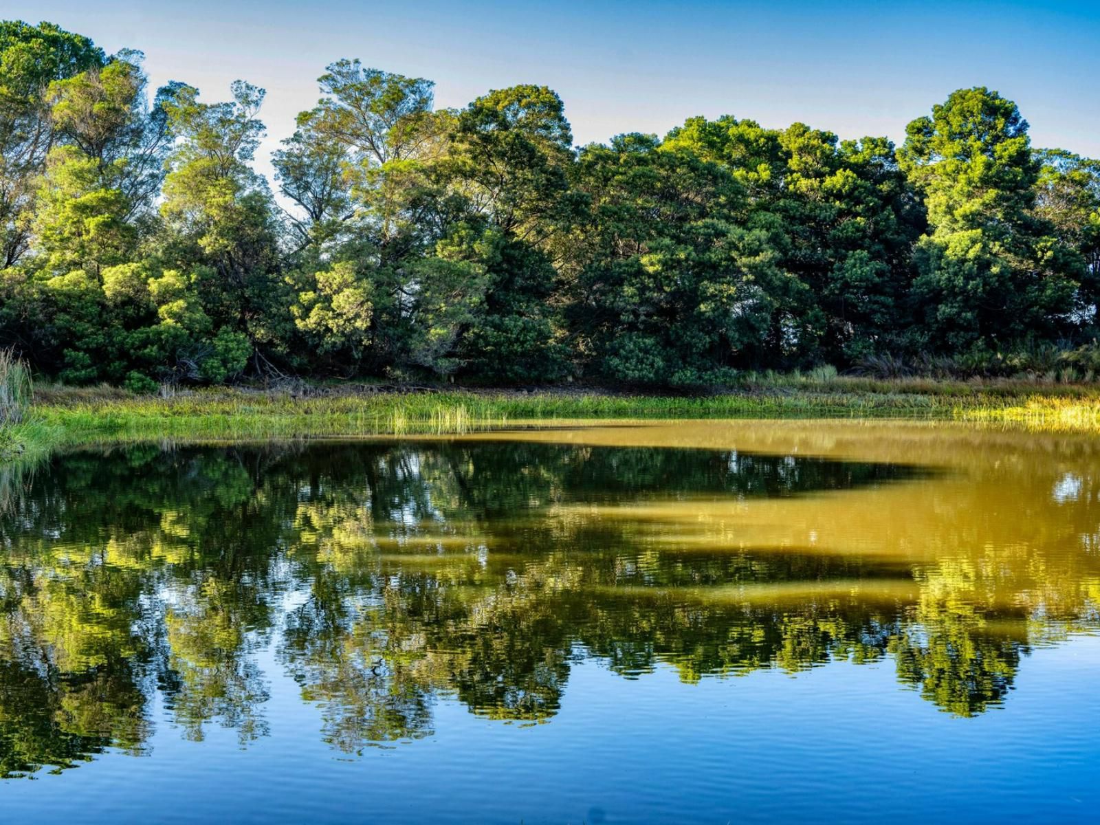 Welbedacht Game And Nature Reserve Tulbagh Western Cape South Africa Complementary Colors, River, Nature, Waters, Tree, Plant, Wood