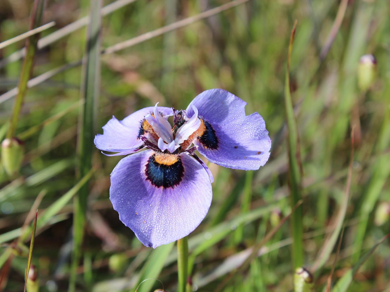 Welbedacht Game And Nature Reserve Tulbagh Western Cape South Africa Daffodil, Flower, Plant, Nature