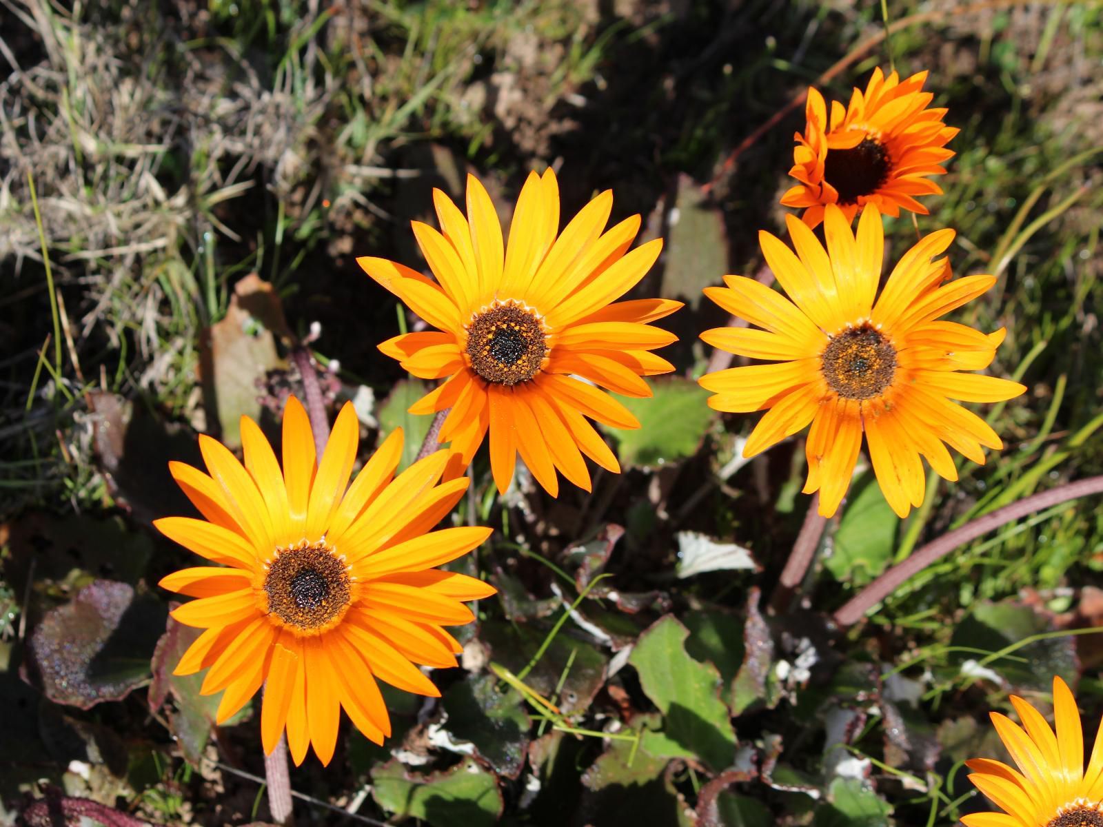 Welbedacht Game And Nature Reserve Tulbagh Western Cape South Africa Flower, Plant, Nature, Sunflower