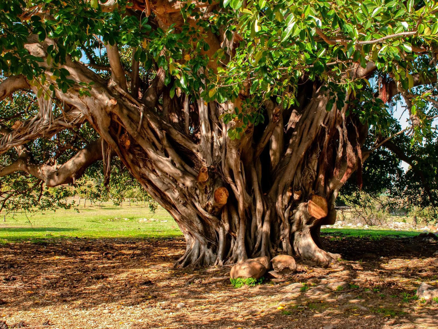 Welbedacht Game And Nature Reserve Tulbagh Western Cape South Africa Plant, Nature, Tree, Wood