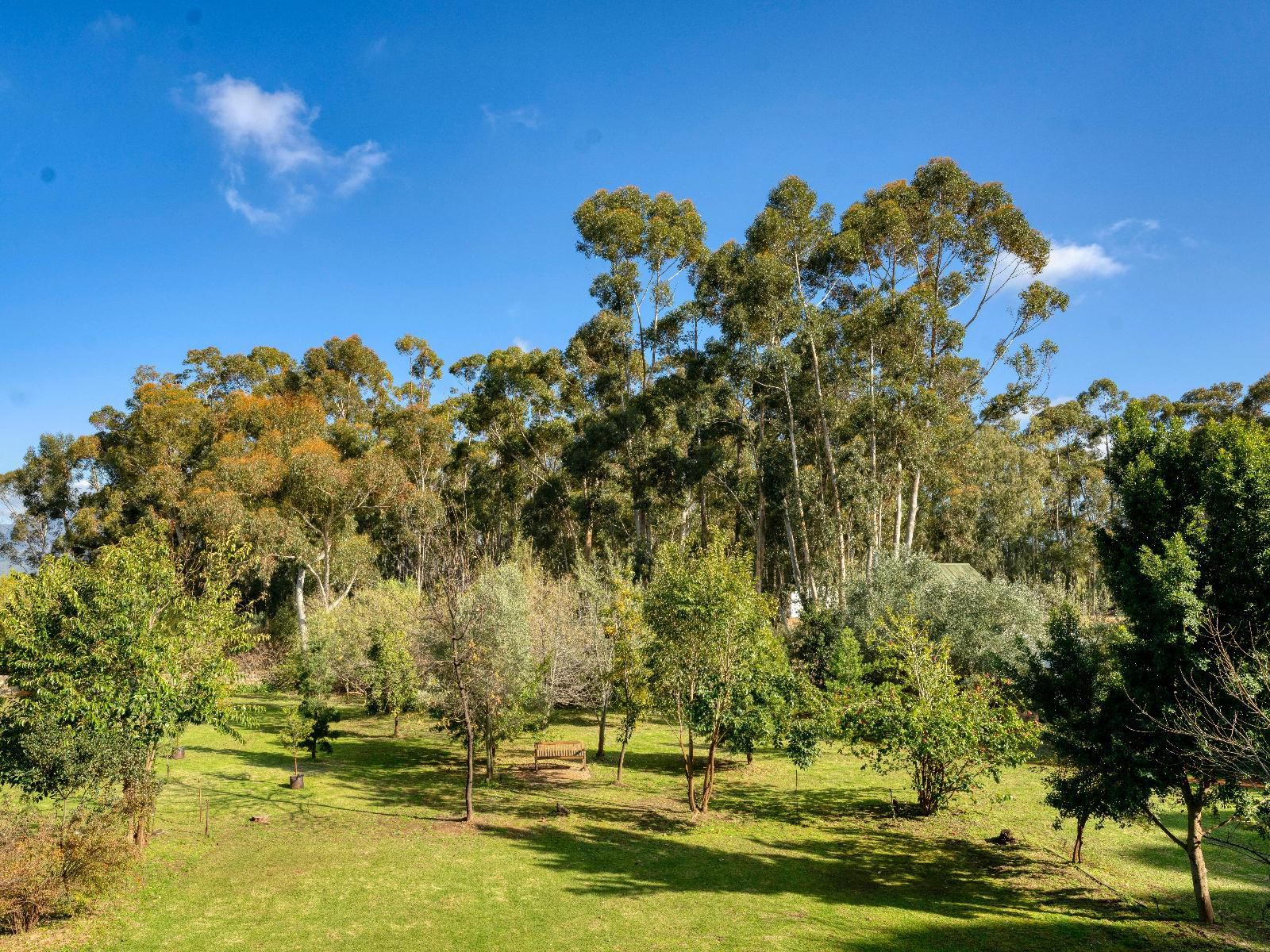 Welbedacht Game And Nature Reserve Tulbagh Western Cape South Africa Complementary Colors, Colorful, Plant, Nature, Tree, Wood