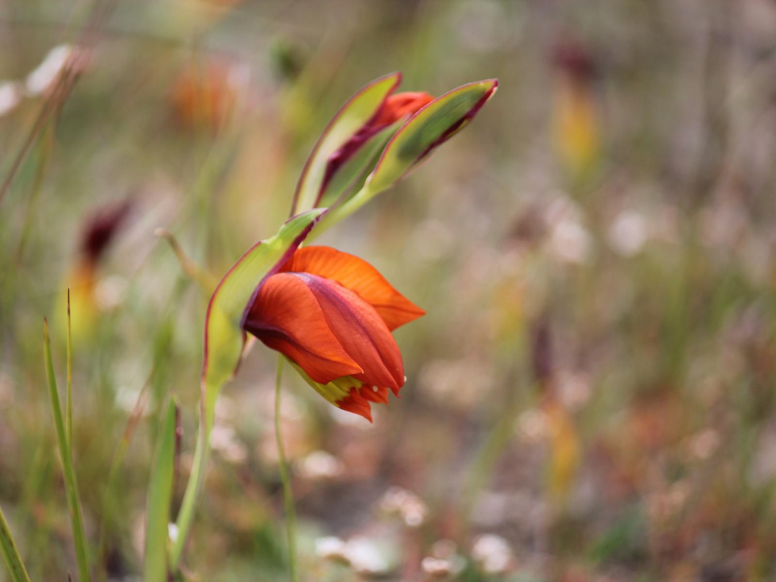 Welbedacht Nature Reserve, Flower, Plant, Nature, Bokeh