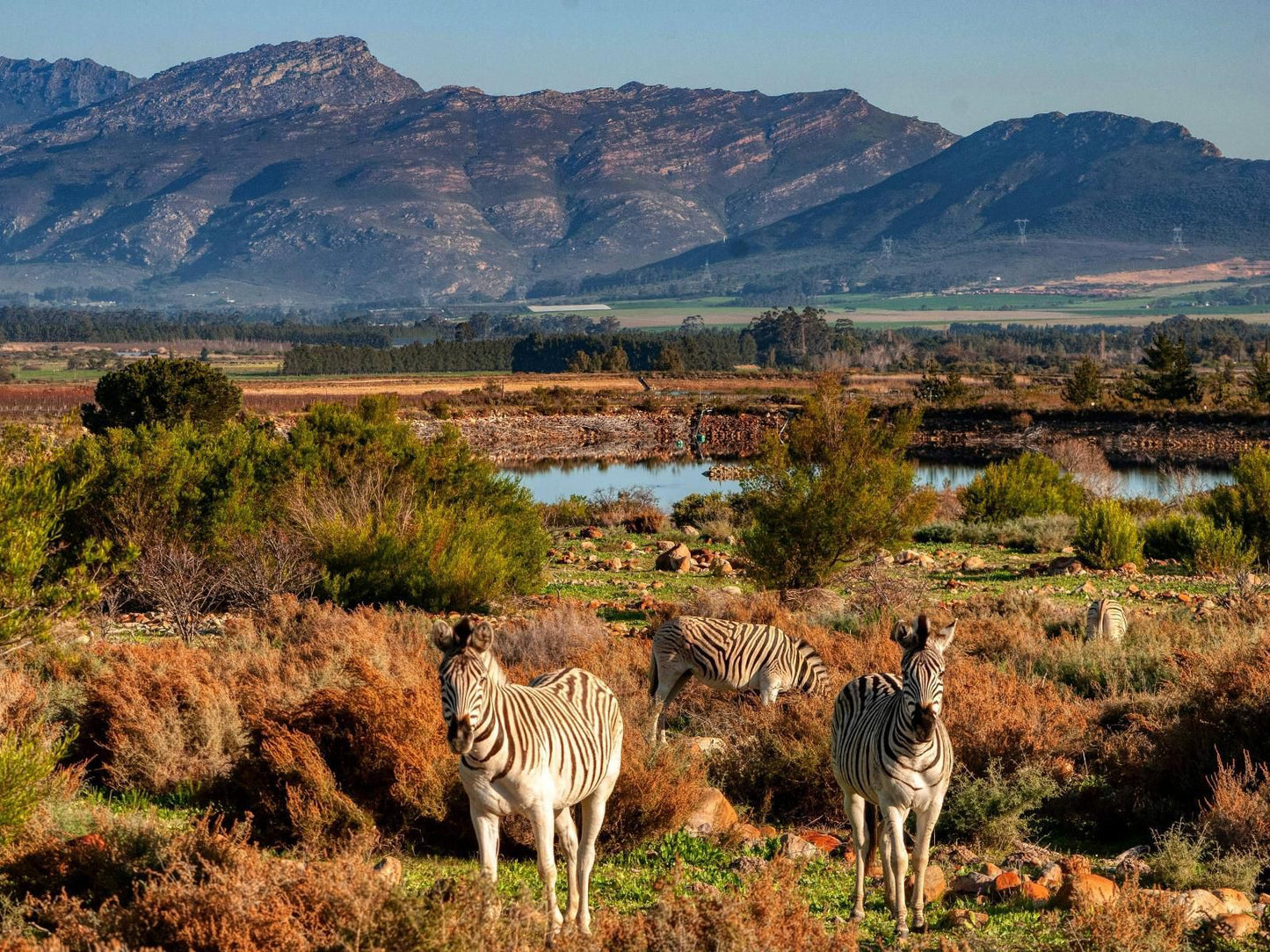 Welbedacht Nature Reserve, Zebra, Mammal, Animal, Herbivore