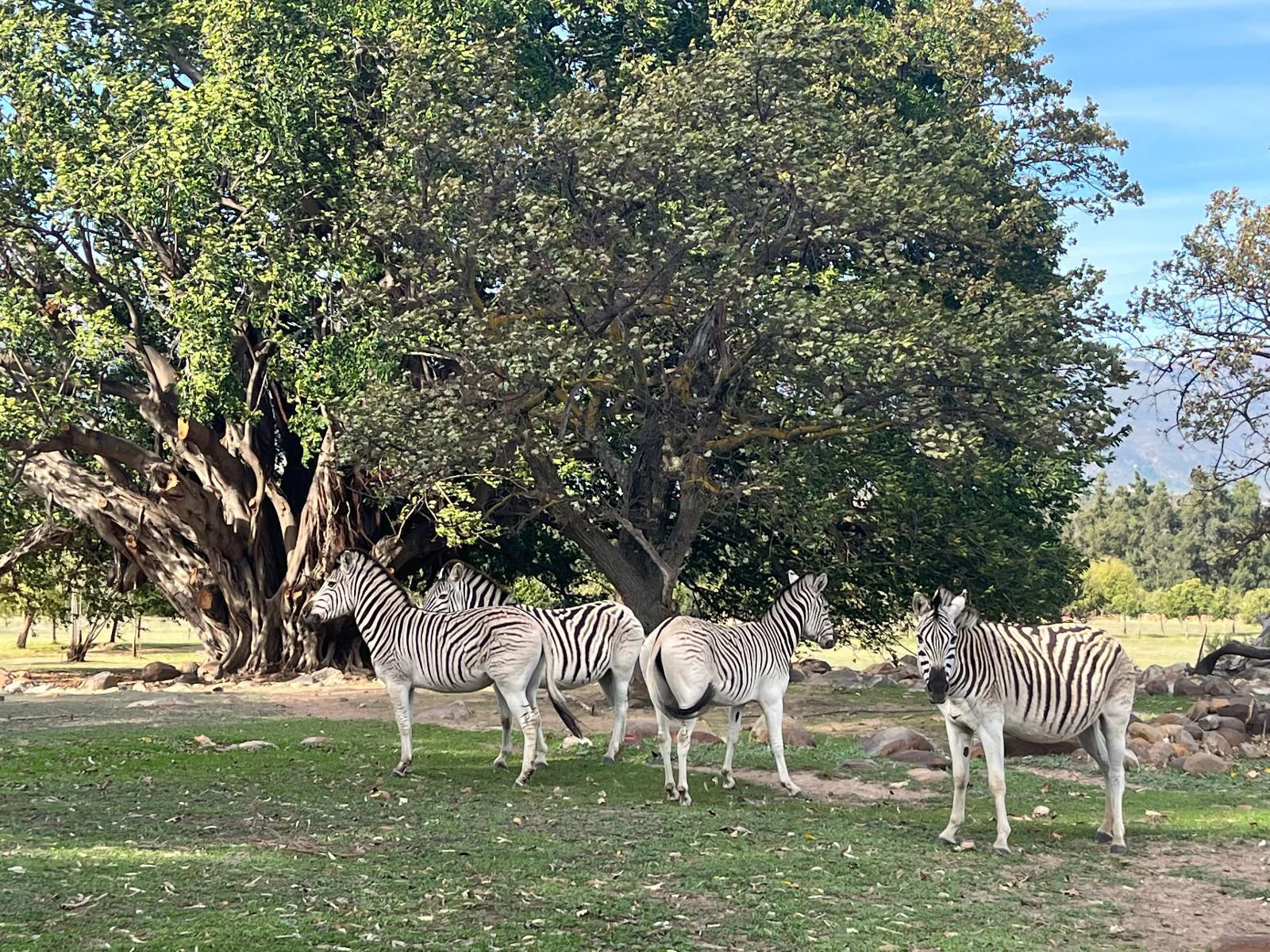 Welbedacht Nature Reserve, Zebra, Mammal, Animal, Herbivore