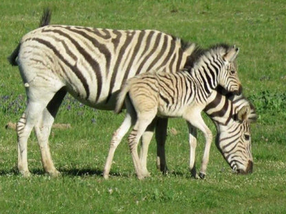 Welbedacht Nature Reserve, Zebra, Mammal, Animal, Herbivore