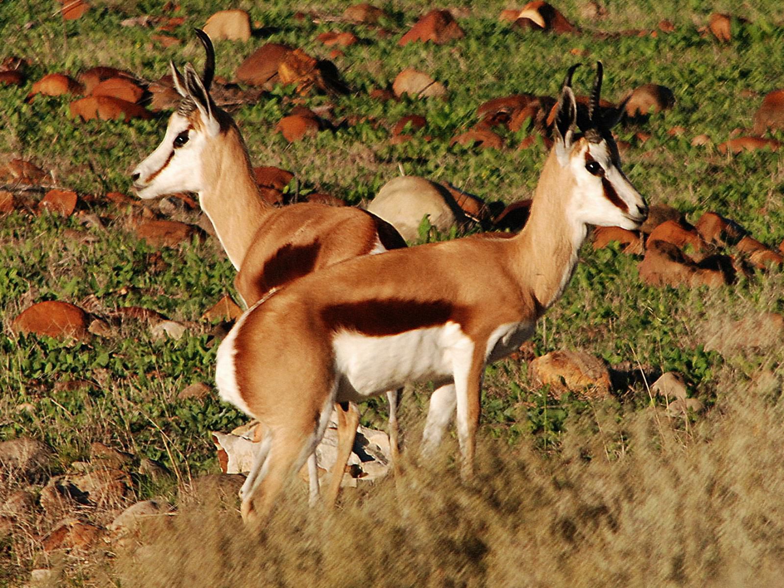 Welbedacht Nature Reserve, Animal