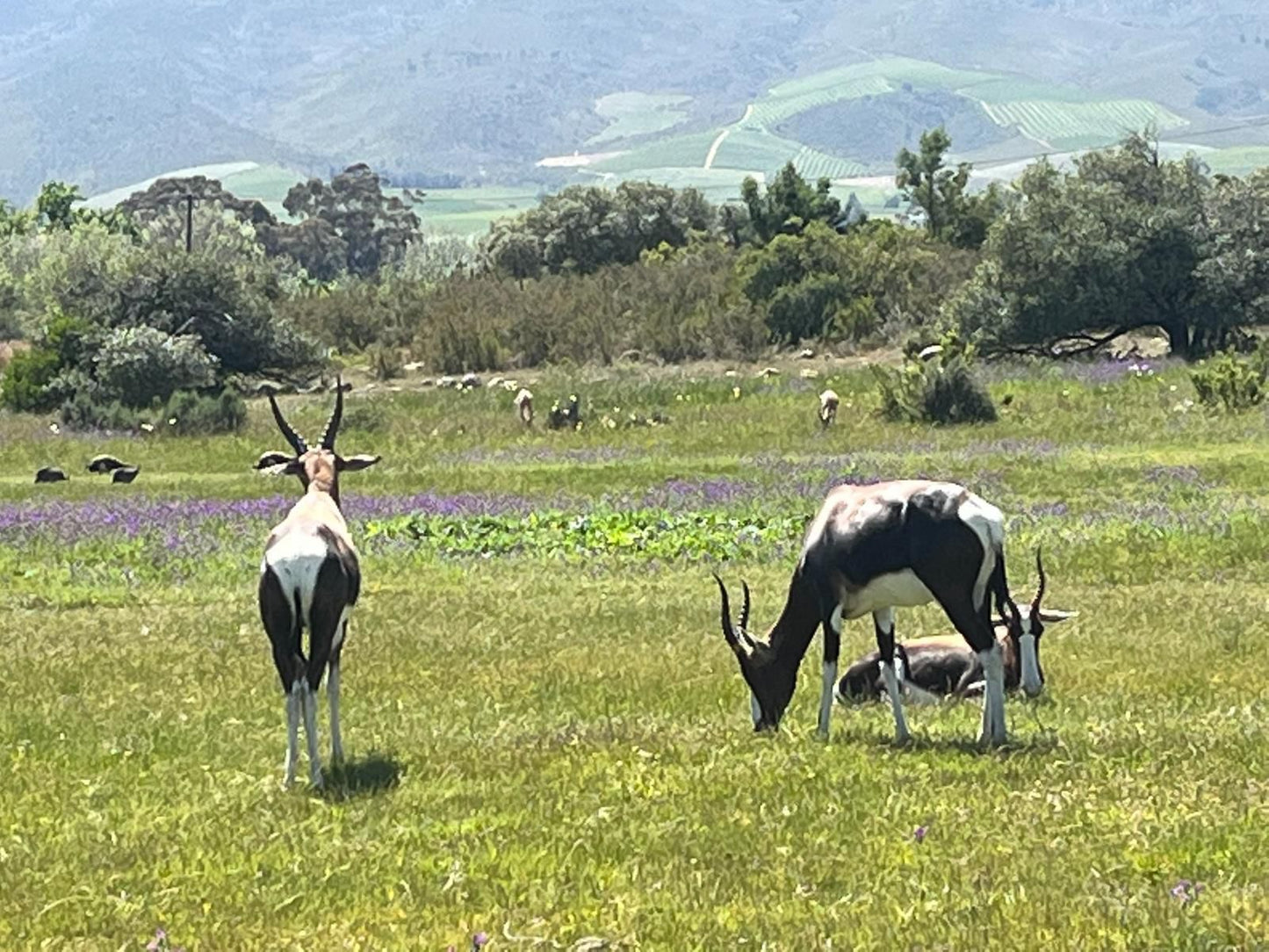 Welbedacht Nature Reserve, Animal