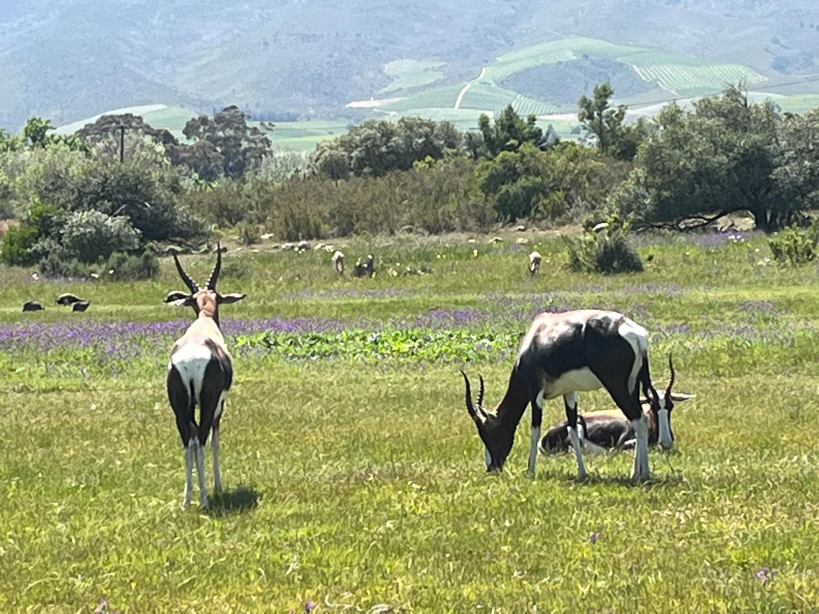 Welbedacht Nature Reserve, Animal