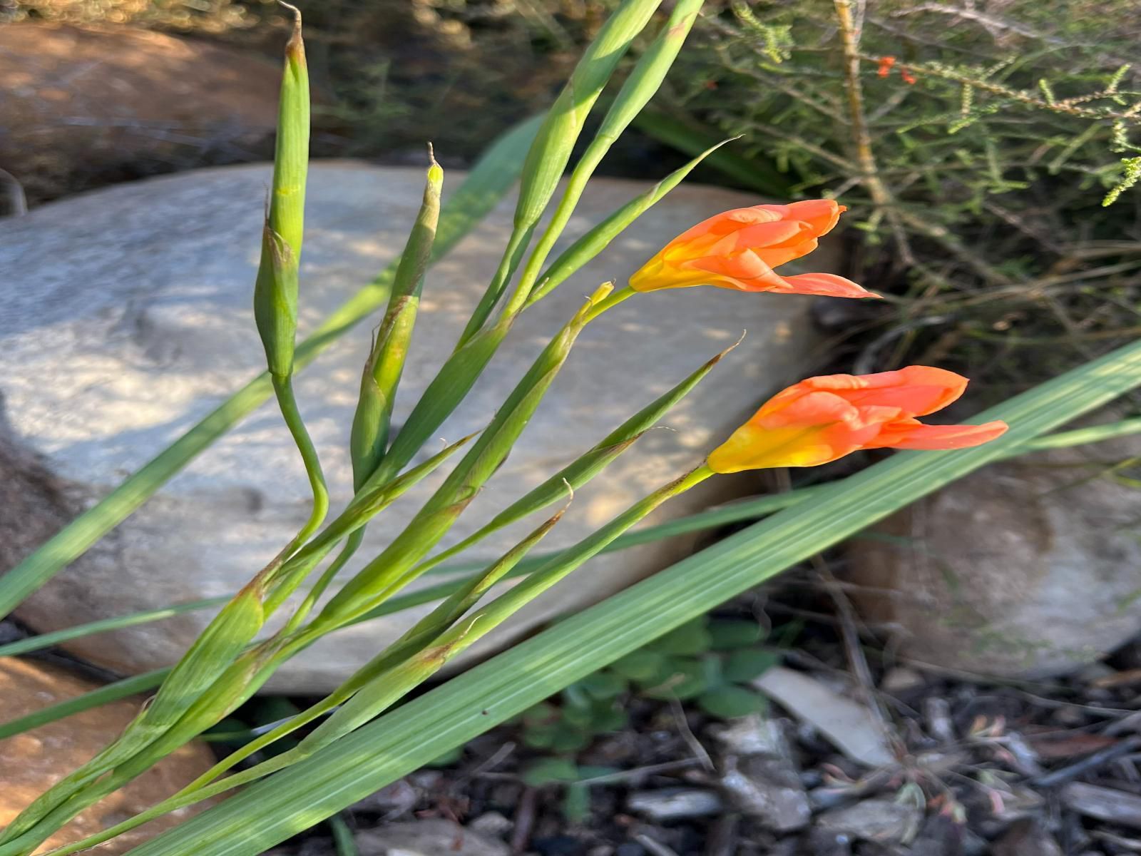 Welbedacht Nature Reserve, Plant, Nature