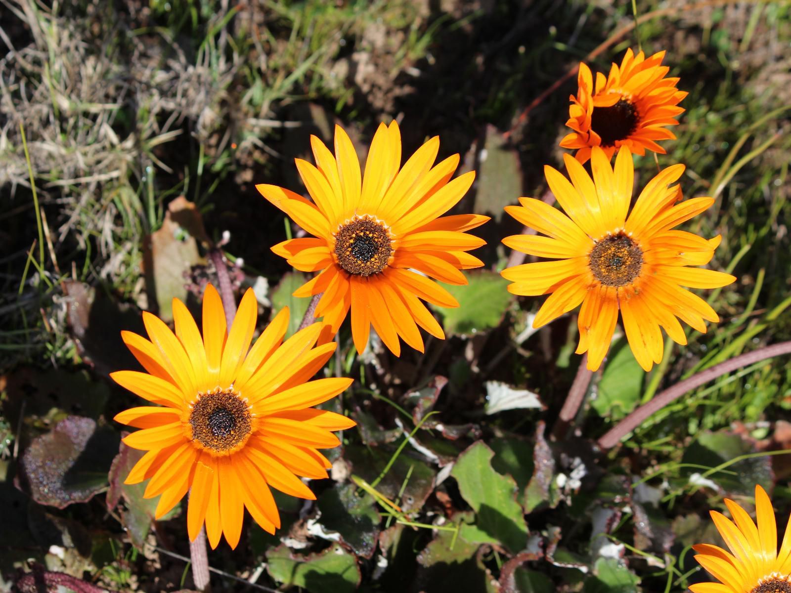 Welbedacht Nature Reserve, Flower, Plant, Nature, Sunflower