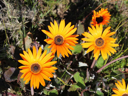 Welbedacht Nature Reserve, Flower, Plant, Nature, Sunflower