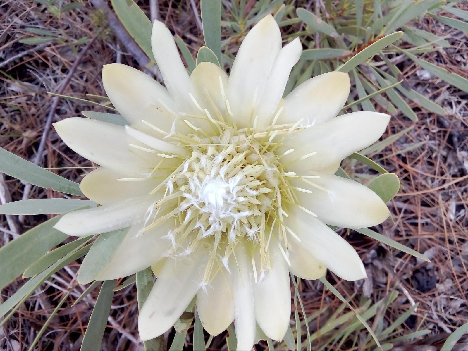 Welbedacht Nature Reserve, Cactus, Plant, Nature