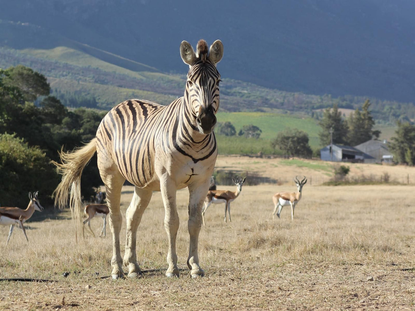 Welbedacht Nature Reserve, Zebra, Mammal, Animal, Herbivore