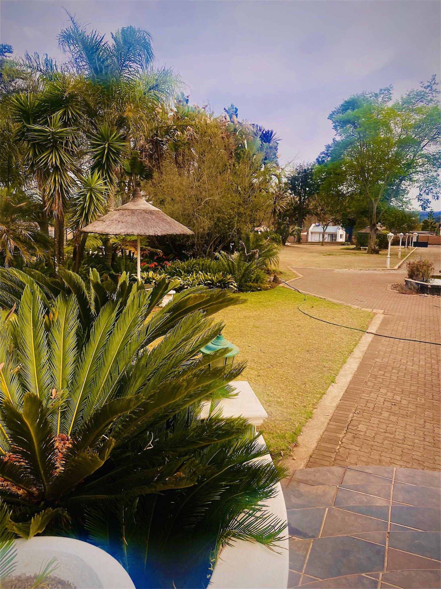 Welgekozen Country Lodge Piet Retief Mpumalanga South Africa Palm Tree, Plant, Nature, Wood, Garden