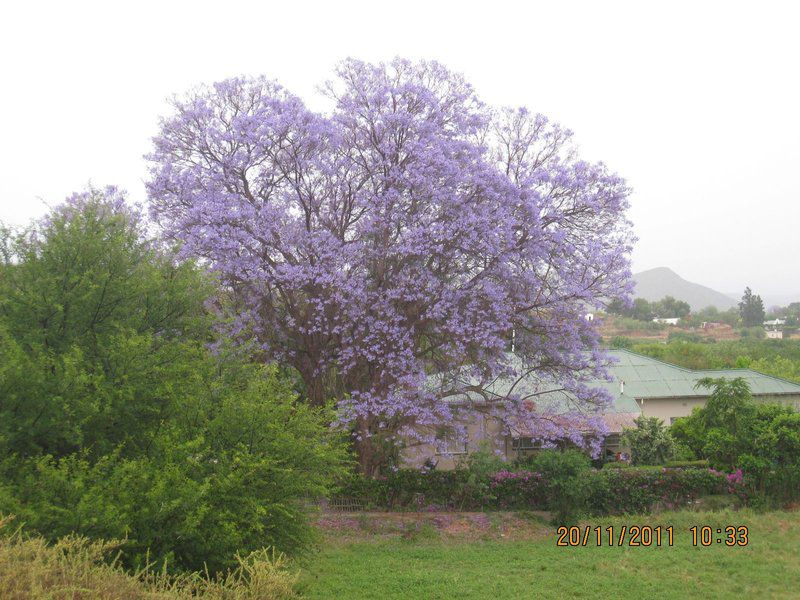 Welgevonden Guest House Calitzdorp Western Cape South Africa Blossom, Plant, Nature