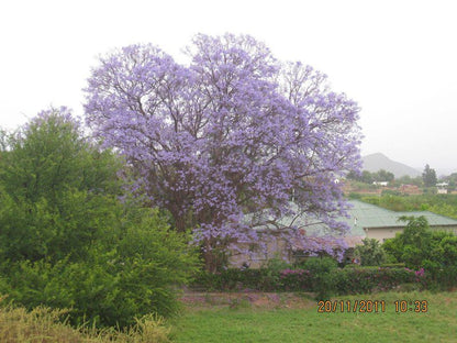 Welgevonden Guest House Calitzdorp Western Cape South Africa Blossom, Plant, Nature