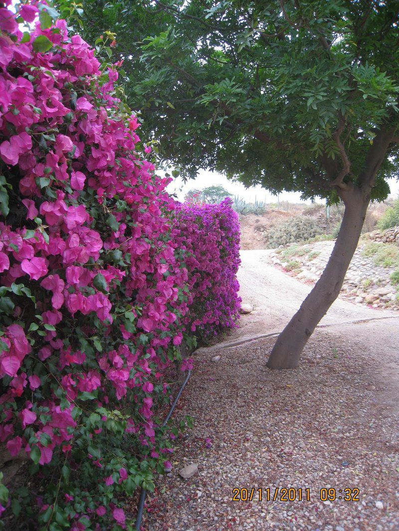 Welgevonden Guest House Calitzdorp Western Cape South Africa Plant, Nature, Rose, Flower, Garden