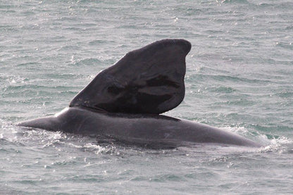 Welsh Whales Perlemoen Bay Gansbaai Western Cape South Africa Colorless, Whale, Marine Animal, Animal