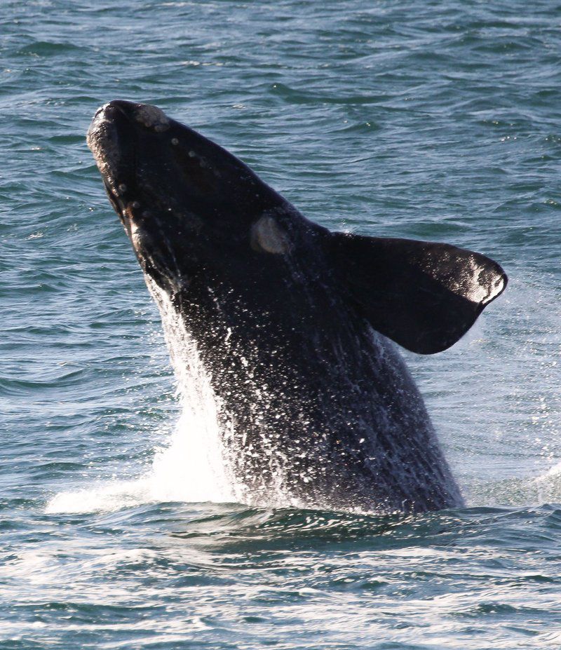 Welsh Whales Perlemoen Bay Gansbaai Western Cape South Africa Whale, Marine Animal, Animal